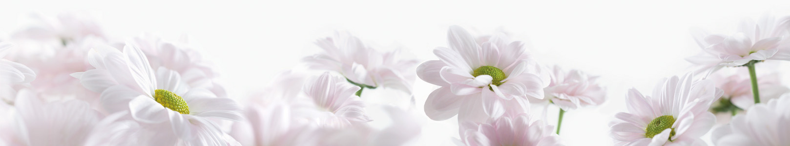 NVM 435 Blume - Flower - Kvetina